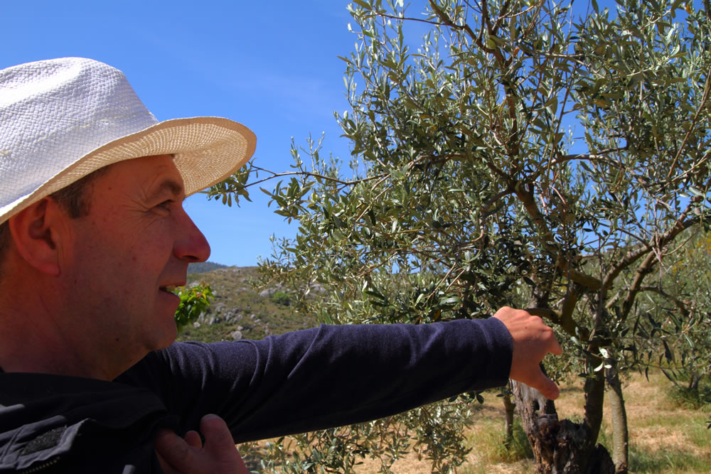 Vicente Todolí en sus olivos de 14 años TOT OLI